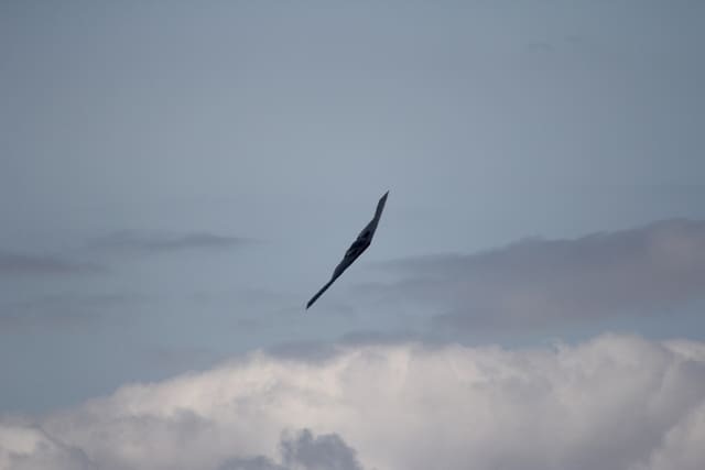 - Warbird